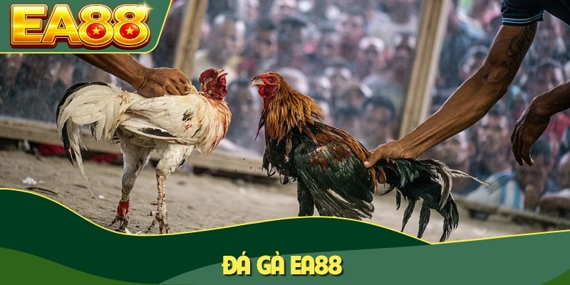 Đá Gà EA88 - Tường Thuật Trực Đấu Trường Tại Thomo, Campuchia 5 Đá gà EA88