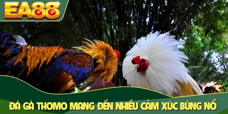 Đá gà Thomo mang đến nhiều cảm xúc bùng nổ