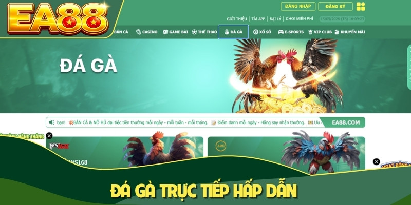 Đá gà trực tiếp hấp dẫn