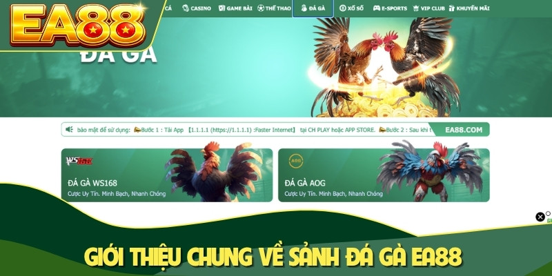 Giới thiệu chung về sảnh đá gà EA88 Giới thiệu chung về sảnh đá gà EA88