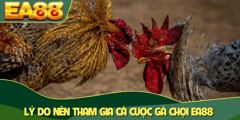 Lý do nên tham gia cá cược gà chọi EA88 Lý do nên tham gia cá cược gà chọi EA88