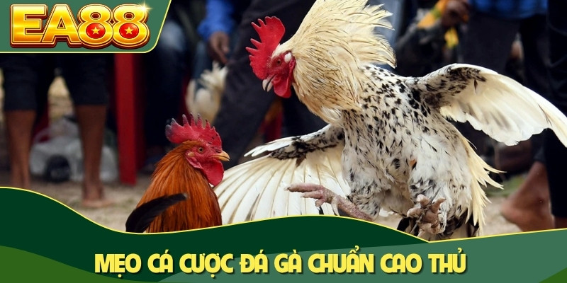 Mẹo cá cược đá gà chuẩn cao thủ Mẹo cá cược đá gà chuẩn cao thủ