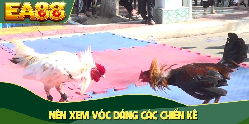Nên xem vóc dáng các chiến kê