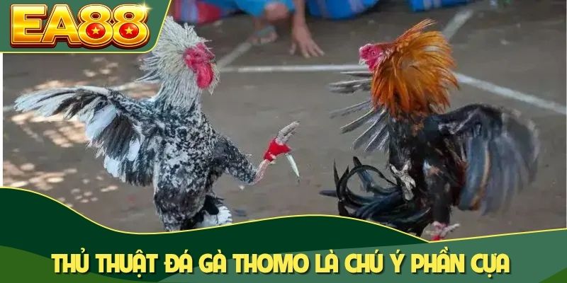 Thủ thuật đá gà Thomo là chú ý phần cựa