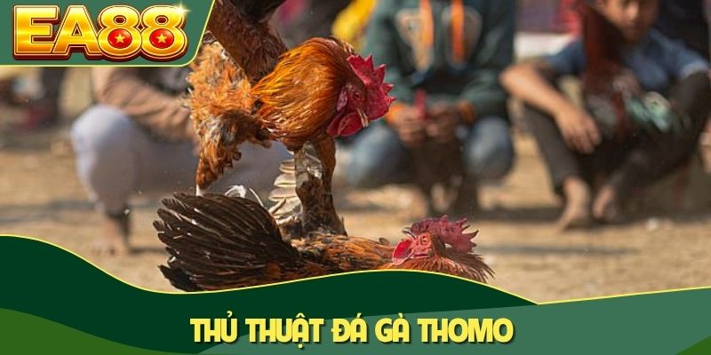 Thủ thuật đá gà Thomo