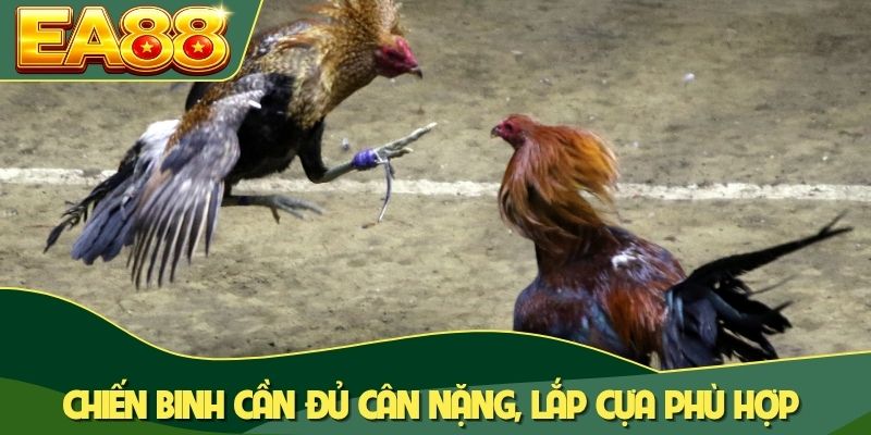 Đá Gà Cựa Dao Trực Tiếp: Chinh Phục 100+ Trận Đấu Đỉnh Cao 2 Chiến binh cần đủ cân nặng, lắp cựa phù hợp