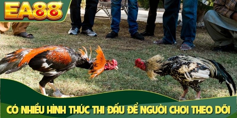 Live Đá Gà Thomo - Đấu Trường Trực Tiếp Kịch Tính Tại EA88 4 Có nhiều hình thức thi đấu để người chơi theo dõi
