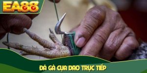 Đá gà cựa dao trực tiếp