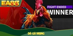 Đá gà mạng