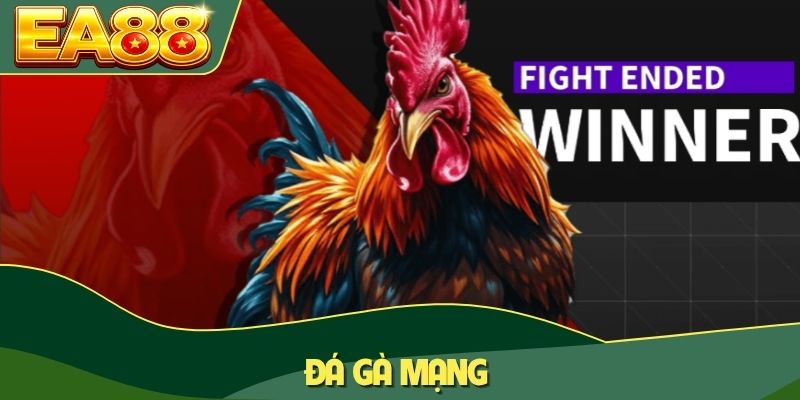 Đá Gà Mạng Là Gì? Đặc Điểm Và 3+ Mô Hình Quen Thuộc 1 Đá gà mạng