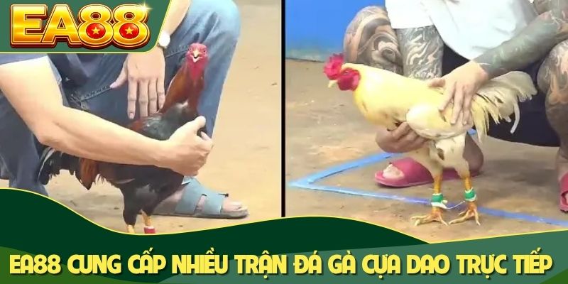 Đá Gà Cựa Dao Trực Tiếp: Chinh Phục 100+ Trận Đấu Đỉnh Cao 3 EA88 cung cấp nhiều trận đá gà cựa dao trực tiếp