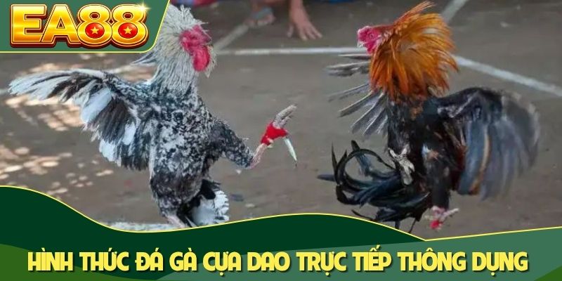 Đá Gà Cựa Dao Trực Tiếp: Chinh Phục 100+ Trận Đấu Đỉnh Cao 1 Hình thức đá gà cựa dao trực tiếp thông dụng
