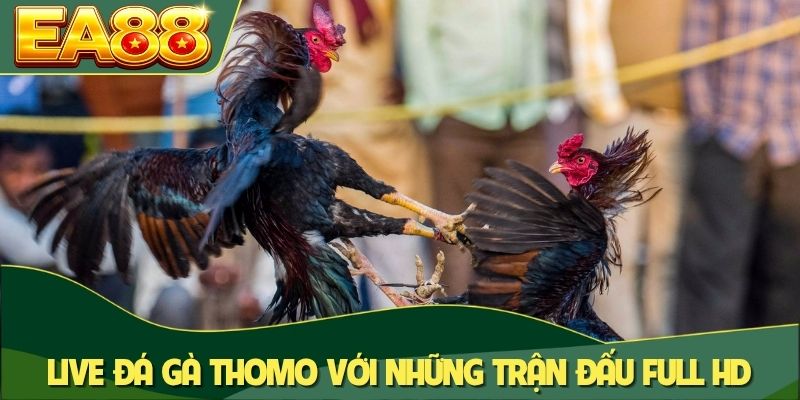 Live Đá Gà Thomo - Đấu Trường Trực Tiếp Kịch Tính Tại EA88 1 Live đá gà Thomo với những trận đấu full HD