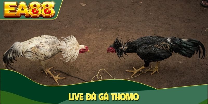 Live Đá Gà Thomo - Đấu Trường Trực Tiếp Kịch Tính Tại EA88 3 Live đá gà Thomo