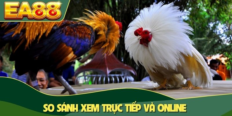 Đá Gà Mạng Là Gì? Đặc Điểm Và 3+ Mô Hình Quen Thuộc 4 So sánh xem trực tiếp và online