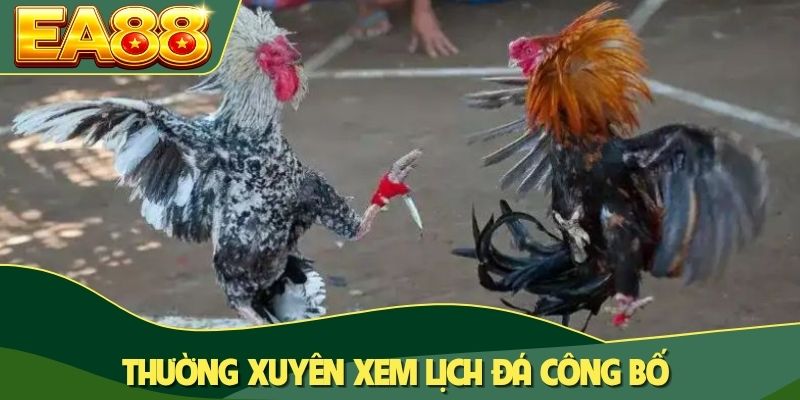Đá Gà Cựa Dao Trực Tiếp: Chinh Phục 100+ Trận Đấu Đỉnh Cao 4 Thường xuyên xem lịch đá công bố