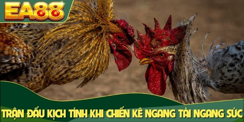 Live Đá Gà Thomo - Đấu Trường Trực Tiếp Kịch Tính Tại EA88 2 Trận đấu kịch tính khi chiến kê ngang tài ngang sức